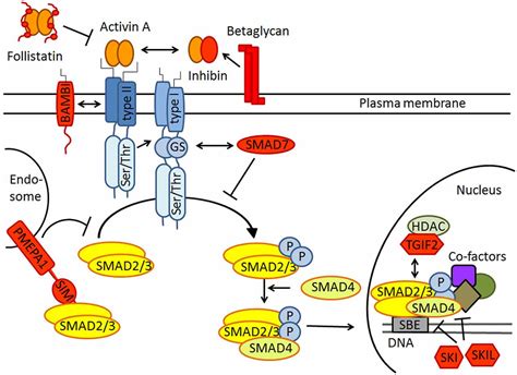 Frontiers Activin Signaling In The Pathogenesis And Therapy Of