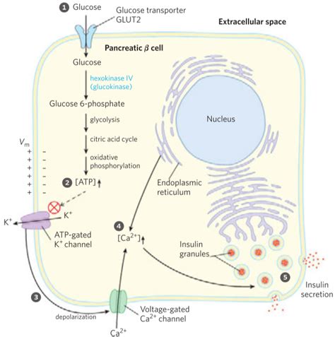 Hexokinase Vs Glucokinase Greek Doctor