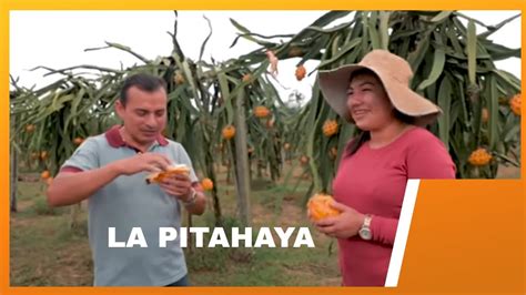 ProducciÓn De Pitahaya Palora Ecuador Youtube