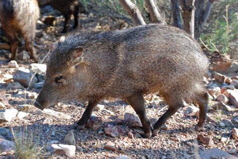 Javelina Javelina Animals Of The World Desert Life