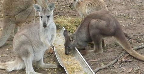 Fraser Coast Wildlife Sanctuary Inc., Maryborough, Queensland