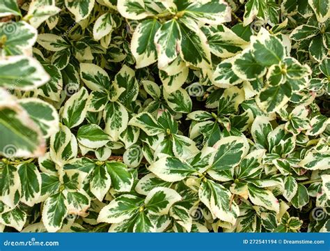 Wintercreeper Euonymus Euonymus Fortunei Is An Evergreen Bush Stock