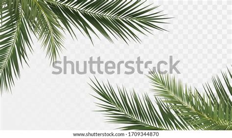 563,454 Palm Branch Images, Stock Photos & Vectors | Shutterstock