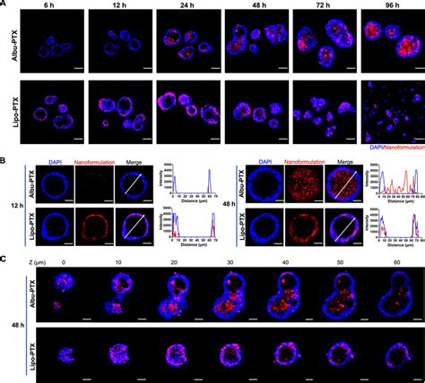 Distinct Spatiotemporal Distributions Of Ptx Nanoformulations In Gc