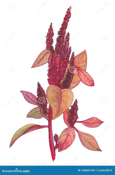 Set Of Watercolor Amaranth Flowers Bourgeon Of Amaranthus And Leaf