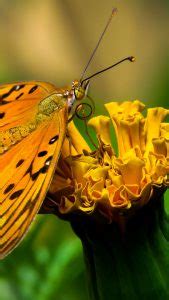 Gulf Fritillary Or Passion Butterfly Agraulis Vanillae On A Flower