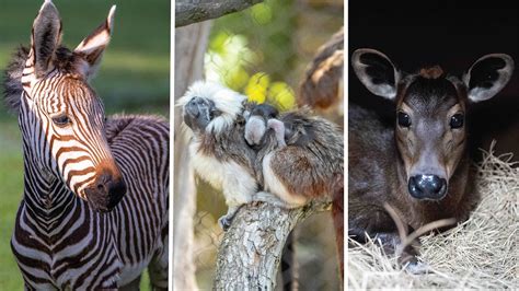 See the Cutest Baby Animals of the Year at Disney’s Animal Kingdom ...