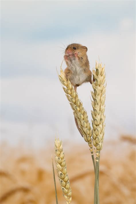 Delightful Photos Of Acrobatic Harvest Mice Balancing On Plant Stems