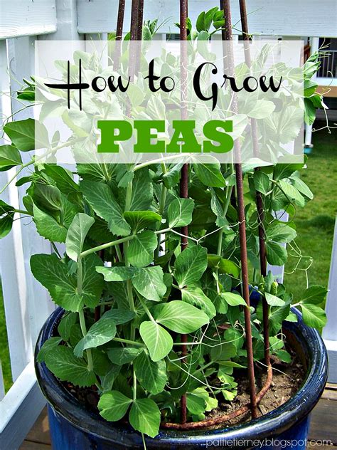 Olla Podrida Container Gardening How To Grow Peas