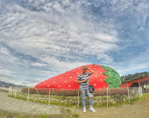 Strawberry farm Baguio city Philippines. | Baguio city, Places to visit ...