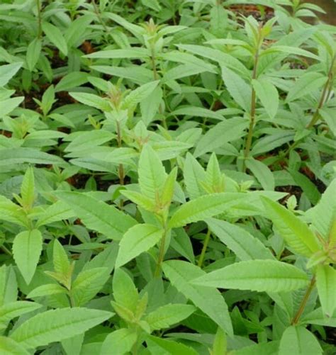 Verbena Lemon Hello Hello Plants