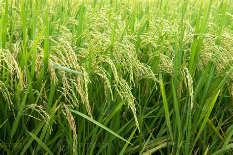 Rice field 1334117 Stock Photo at Vecteezy