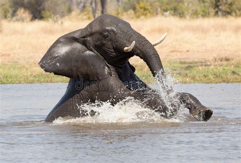 Elephants playing in water stock image. Image of park - 70510483