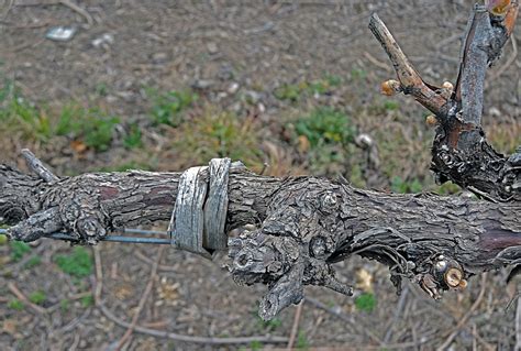 Vinyards Salentein Mendoza Argentina A Heavily Pruned Gr Flickr