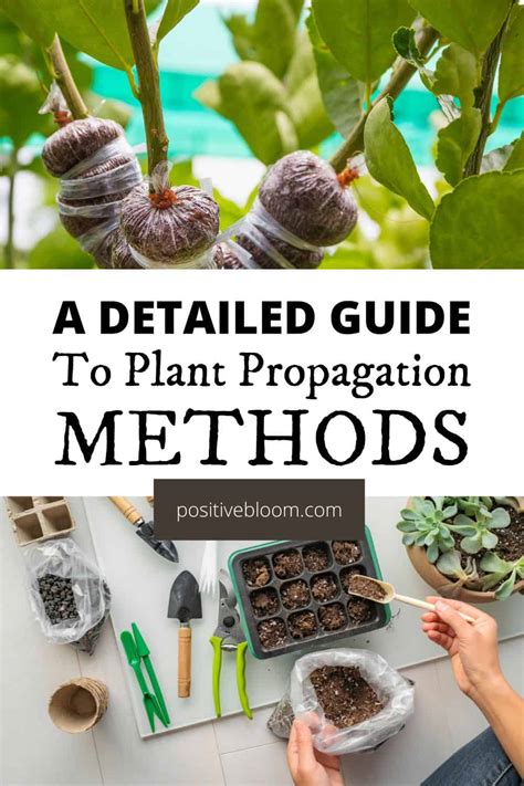 A Detailed Guide To Plant Propagation Methods