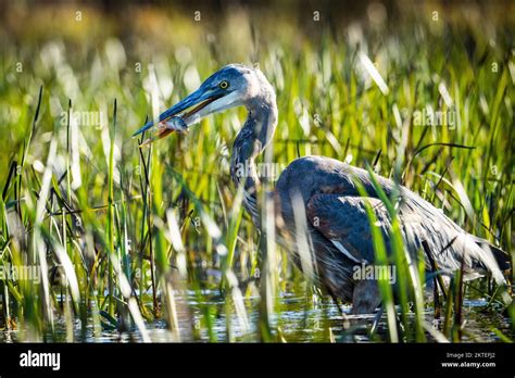 Great blue heron hunting for fishes Stock Photo - Alamy