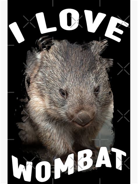 Australian Wombat Cute Wombat Baby Wombat Poster For Sale By