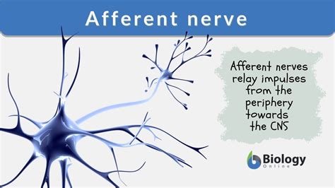 Afferent Nerve Definition And Examples Biology Online Dictionary