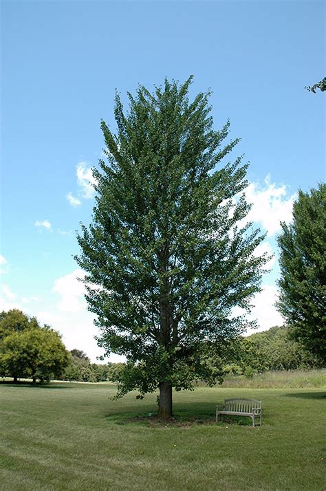 Princeton Sentry Ginkgo Ginkgo Biloba Princeton Sentry In