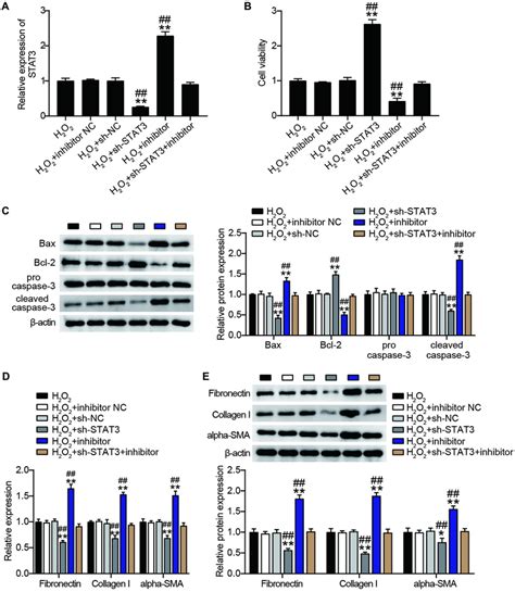 STAT3 Knockdown Abrogated The MiR 29b 3 Controlling Proliferation