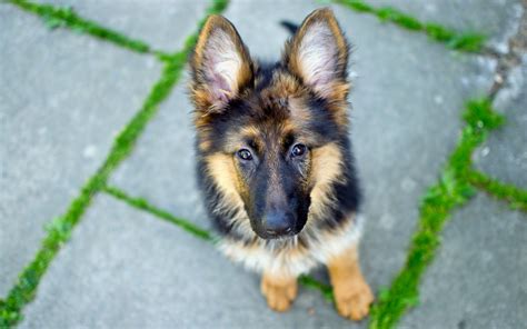 German Shepherd Dog Wallpaper Data Src German Shepherd - German ...