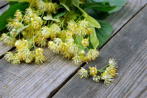 Linden Flowers on Wooden Background. Stock Image - Image of aroma, july ...