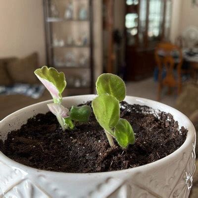 Kei Yoki African Violet Starter Plant ALL PLANTS Require You to ...