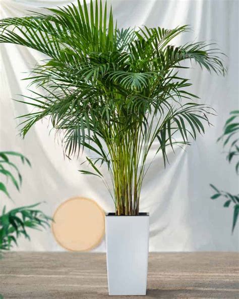 13 Best Indoor Palm Plants The Ultimate Guide