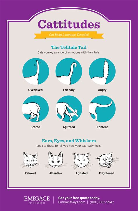 Understanding Your Cat S Body Language Pet Food Monday