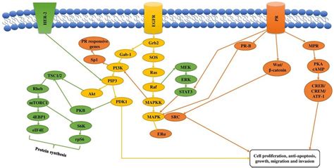 The Figure Shows An MPR Route That Gets Activated By The Stimulation Of