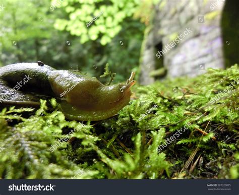 Banana Slug On Moss Macro Landscape Stock Photo 387320875 Shutterstock