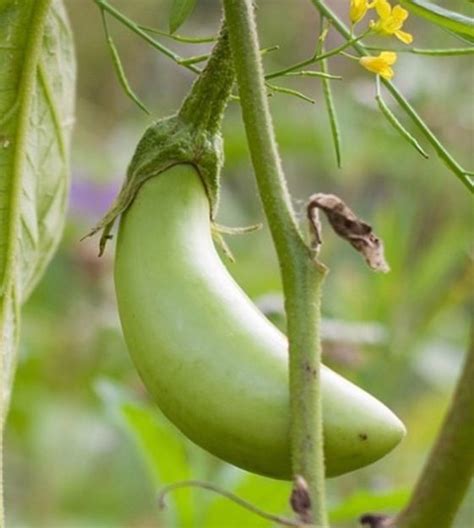 Louisiana Long Green Eggplant John Scheepers Kitchen Garden Seeds