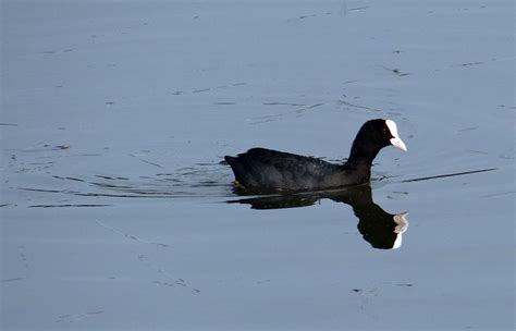 Foulque Macroule Fulica Atra Photo Gratuite Sur Pixabay Pixabay