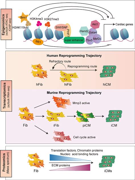 Integrated Analysis Of Multi Omics In Icm Reprogramming Multiple Omics