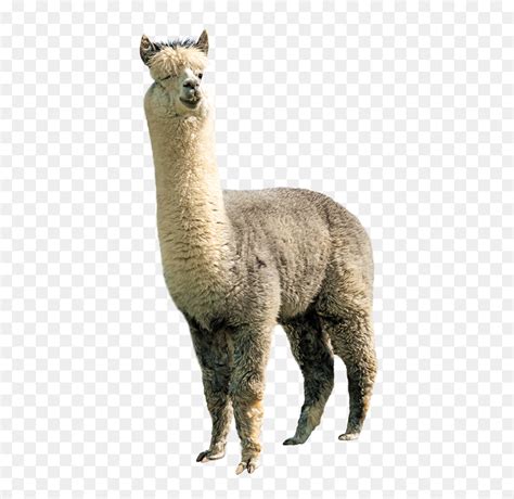 Thumb Image Llama Transparent Background Hd Png Download Vhv