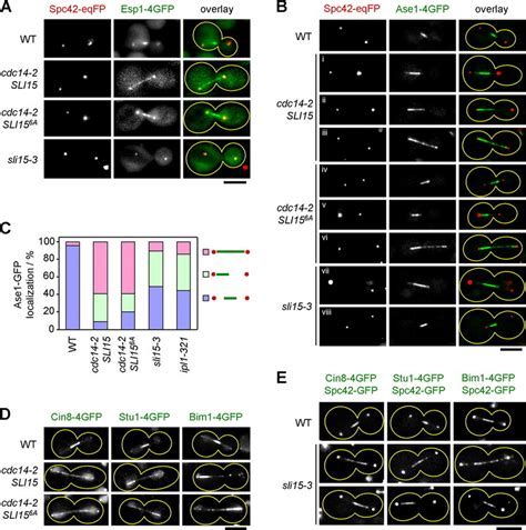 Multiple Roles Of Cdc14 In The Regulation Of Anaphase Spindle Assembly