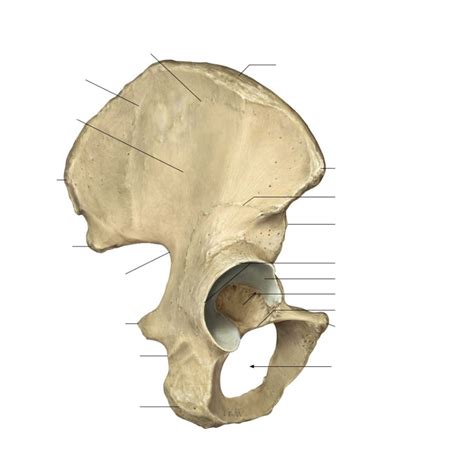 Osteology Of The Hip Diagram Quizlet