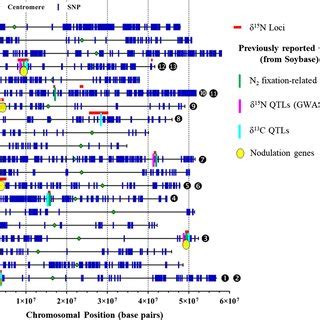 Physical Position Of SNPs On Soybean Chromosomes And Position Of Loci