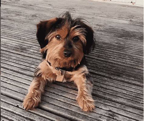 Dorkie A Dachshund Yorkshire Terrier Mixed Breed Guide