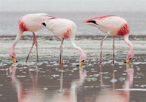 Flamingos Facts And Information Avian Report