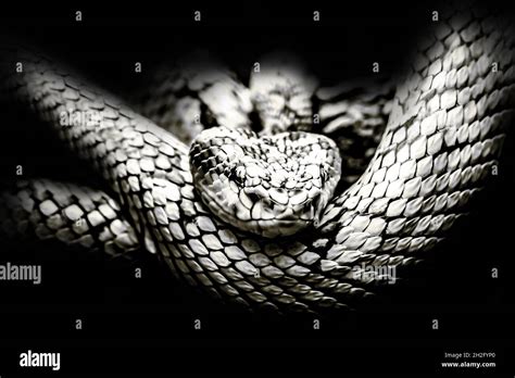 Serpiente En Fondo Negro Fotograf As E Im Genes De Alta Resoluci N Alamy