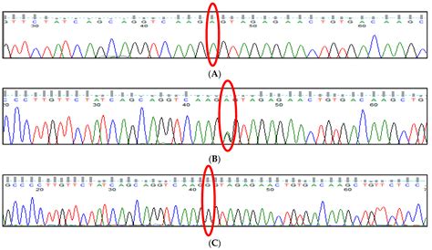 Thalassemia Reports Free Full Text Impact Of Genetic Polymorphisms In Modifier Genes In