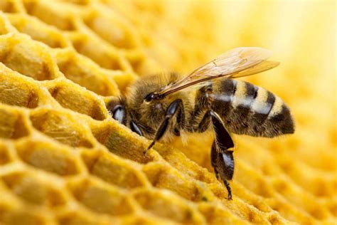 Las Abejas El Ser Vivo M S Importante Del Planeta Casa Mart N