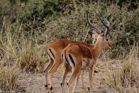 Common Impala From Loitokitok Kenia On October At Am By