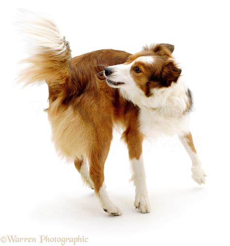 Dog: Border Collie chasing her tail photo WP00693