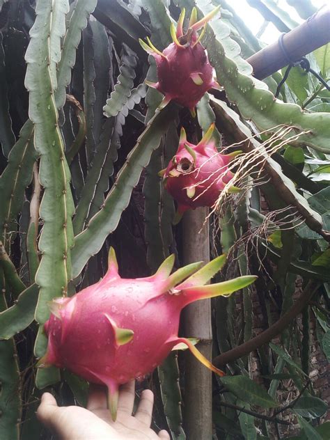 Cara Merawat Tanaman Buah Naga Agar Cepat Berbuah Lebat Guru Ilmuan