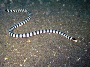 Belcher's Sea Snake – Facts, Size, Habitat, Pictures