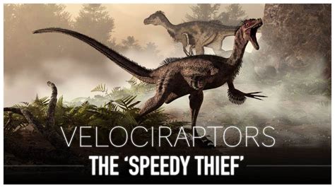 The Great Velociraptor The Turkey Sized Speedy Thief Dinosaur Documentary Youtube