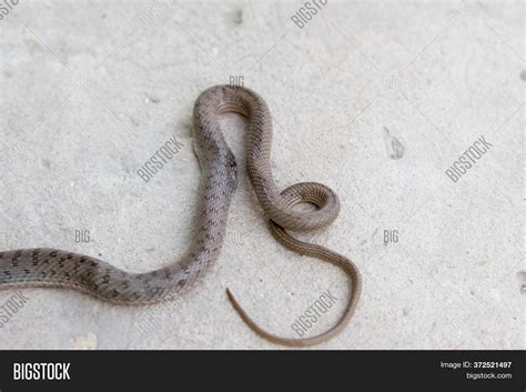 Young Gray-brown Snake Image & Photo (Free Trial) | Bigstock