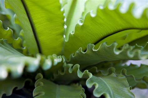 How To Grow And Care For Bird S Nest Ferns